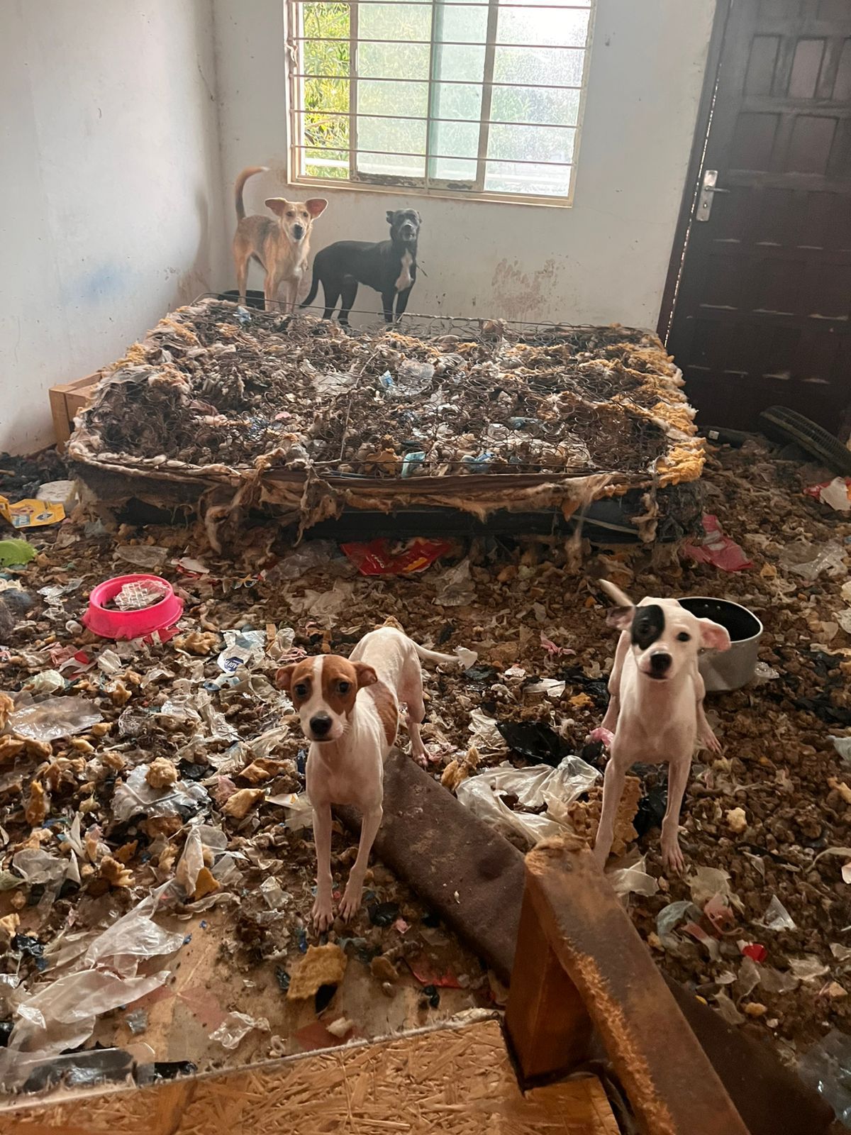 En segunda inspección a casa en la colonia División del Norte, se rescatan otros 13 caninos recluidos