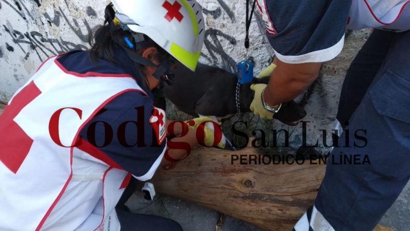 sujeto agrede a un hombre y su perro