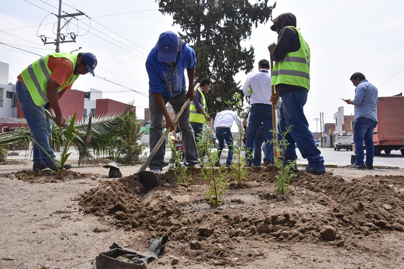 reforestacion soledad