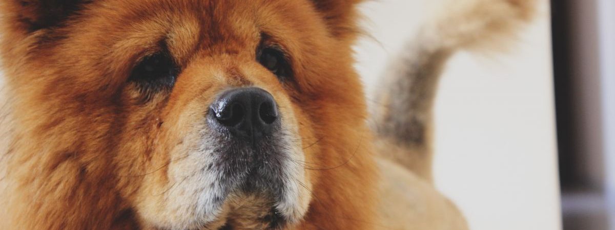 perro chow chow razas mas caras