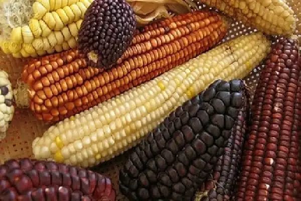 maiz3