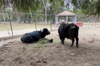 Búfalo de agua, Tangamanga 2