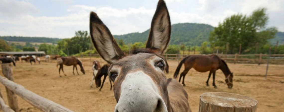 burro prueba pisa ocde estudiantes