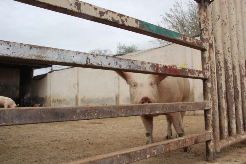 carne de puerco rastro soledad navidad