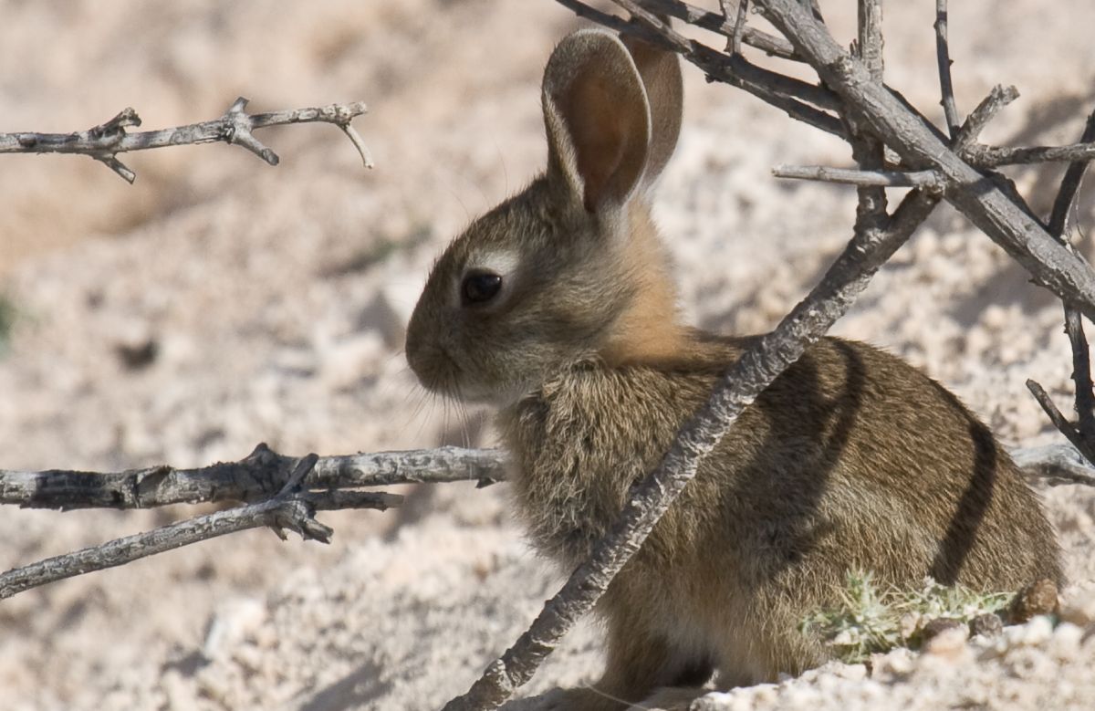 Conejo de Monte