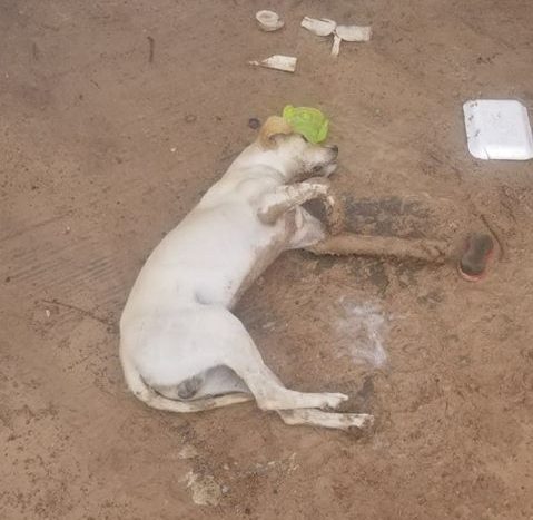 envenenamiento perritos