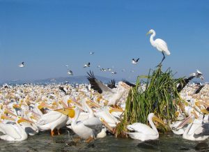 Lago de Chapala