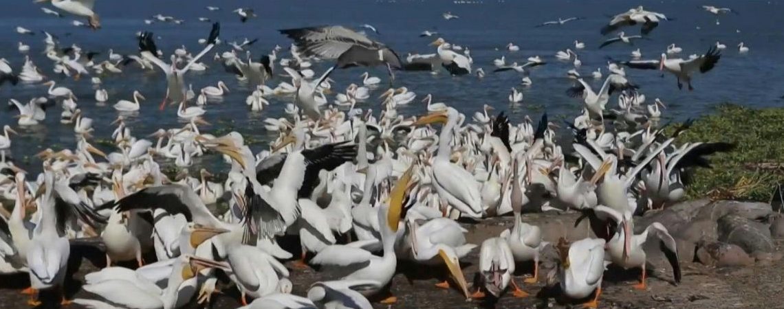 lago de chapala