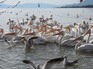 Lago de Chapala