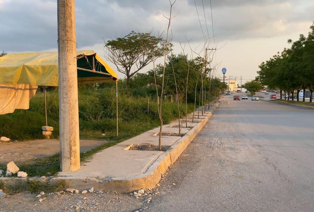 banquetas - reforestación