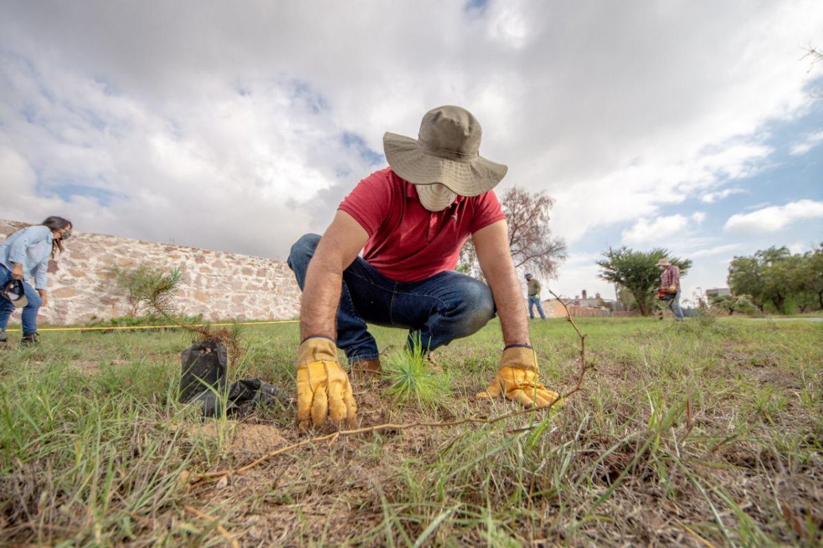 sembrar-árbol