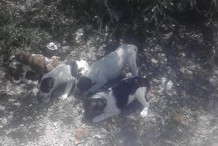 Al Borde De La Muerte Encuentran A Perritos Abandonados En Zaragoza Codigo San Luis Periodico En Linea