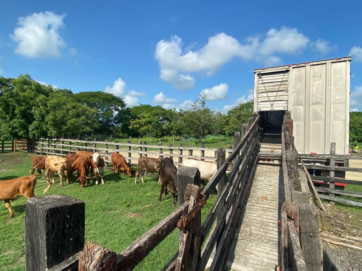 ganado exportación