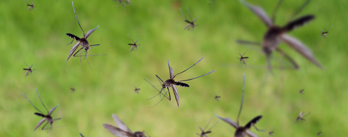 Florida-mosquitos-helicopteros-drones