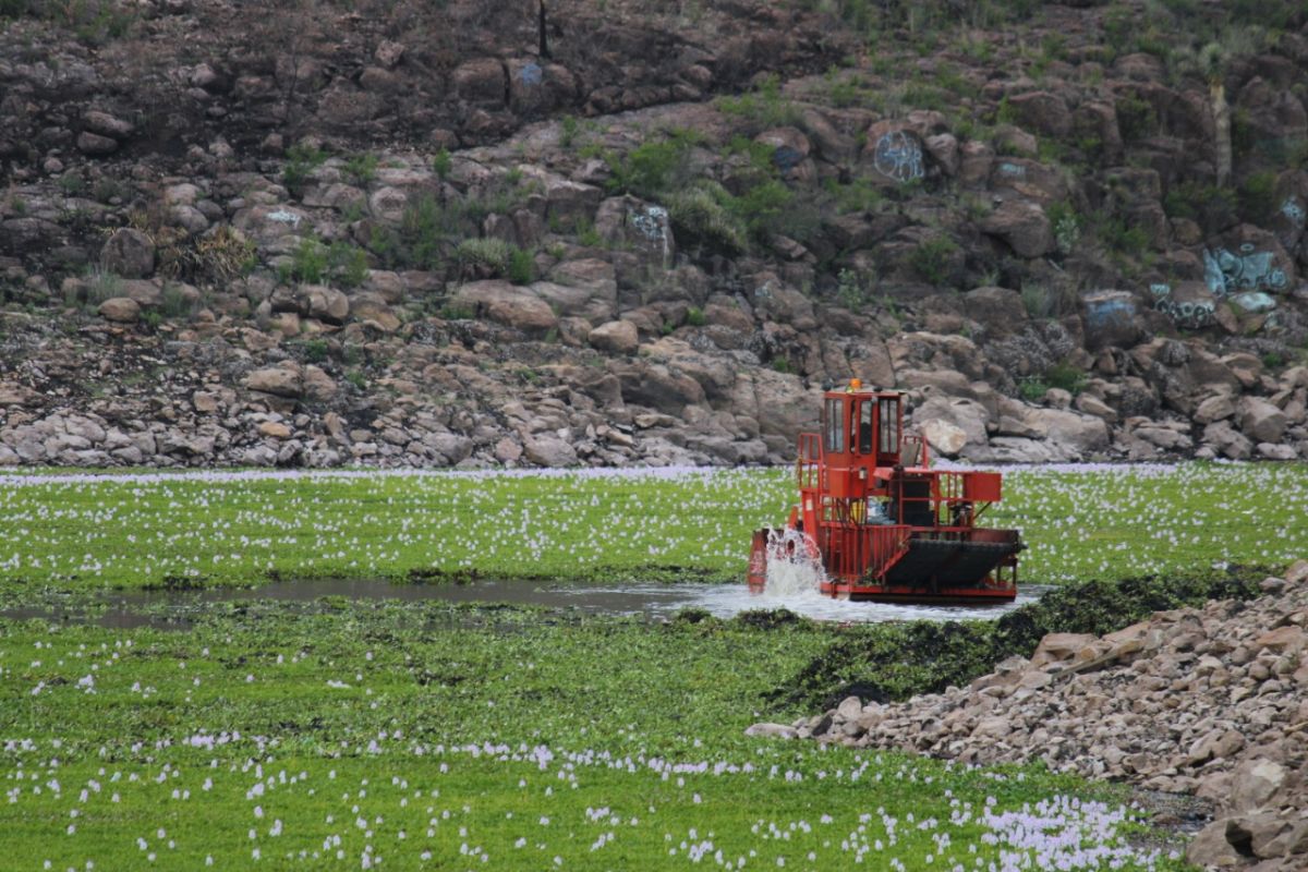 Lirio invade presa de San José; Interapas desperdició millones en  prevenirlo – Código San Luis – Periódico en línea