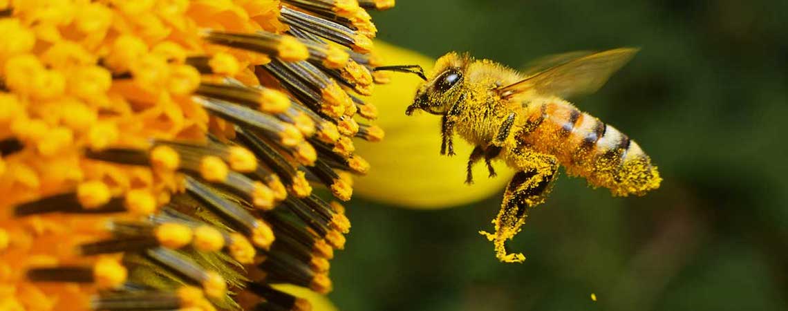 abejas-veneno-cáncer