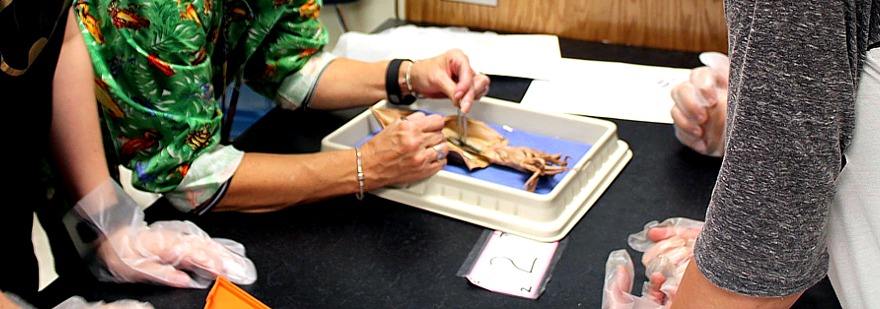 animales-laboratorio-escuelas