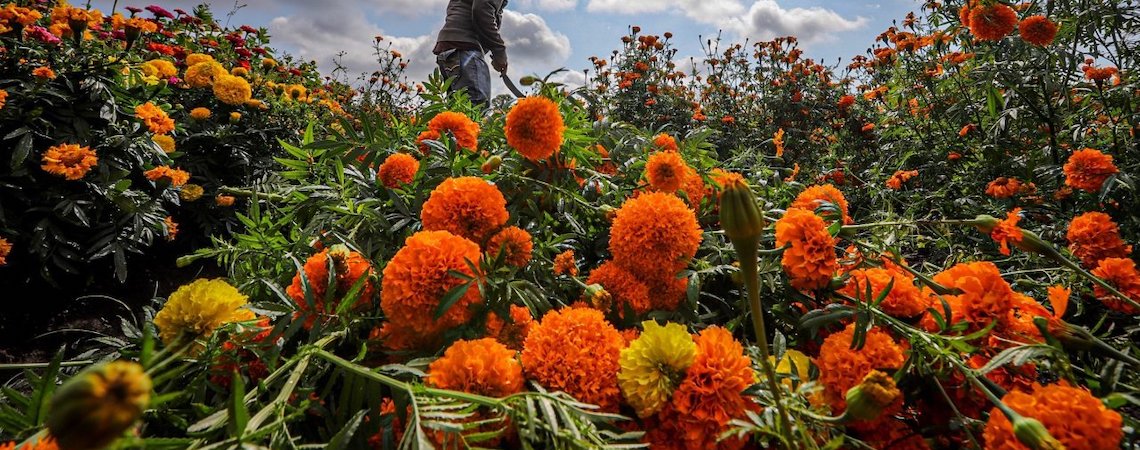 VIDEO] Cempasúchil, la flor que honra a la muerte – Código San Luis –  Periódico en línea