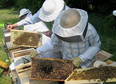 enjambres de abejas