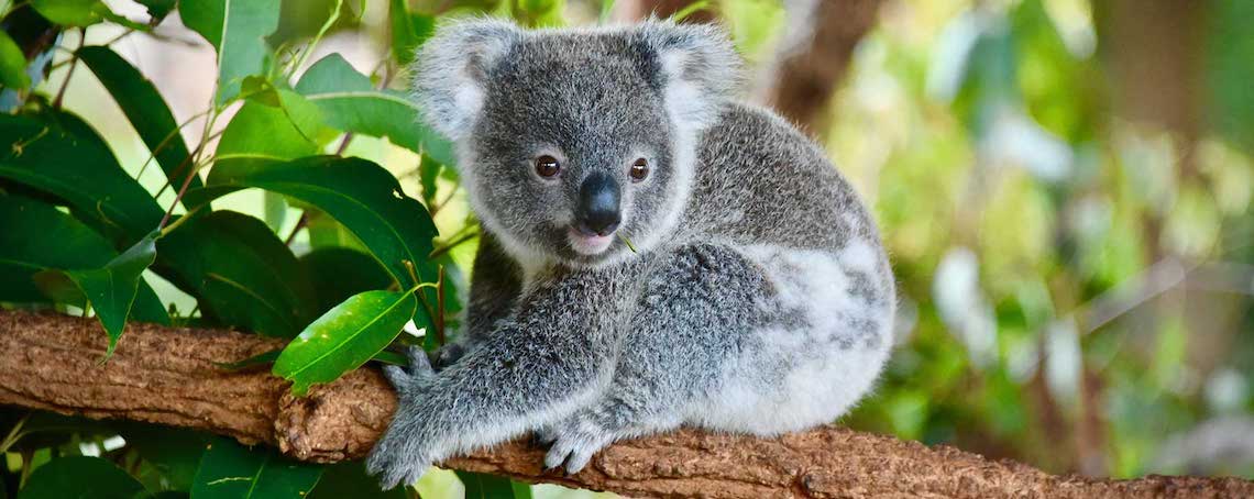 koala-extinto