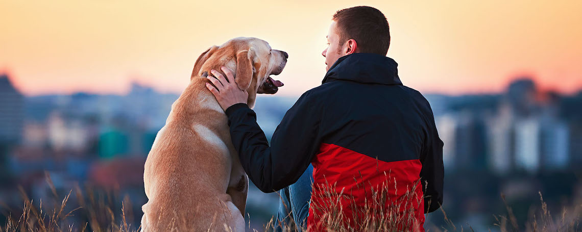 perros-crisis-mediana-edad