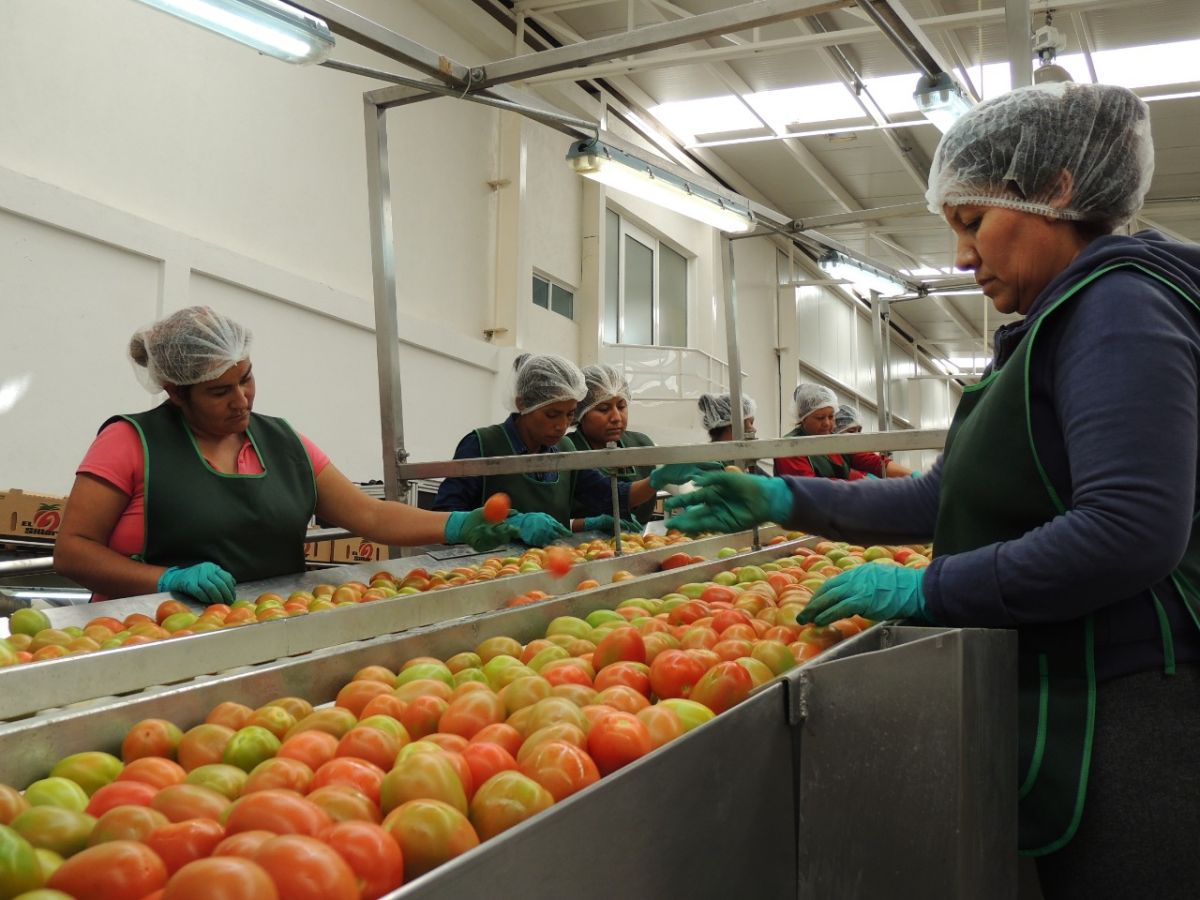 sector agroindustrial slp