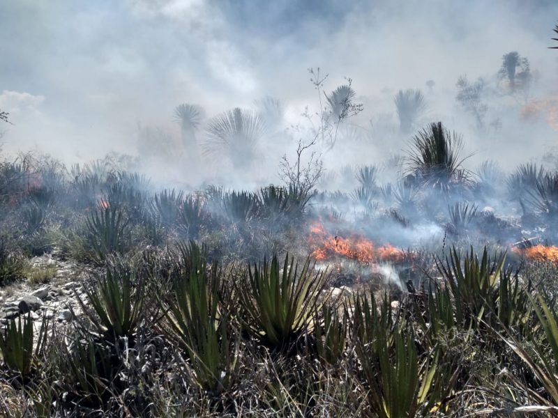 Avanza combate a incendio en Villa de Guadalupe