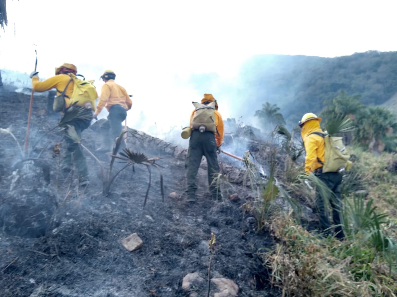 mil hectáreas afectadas por incendios conafor