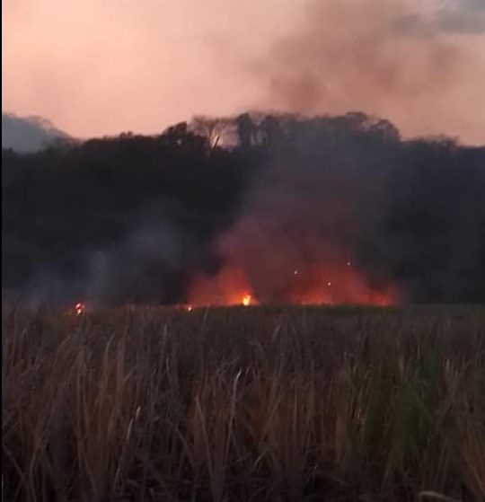 Incendios forestales 170 hectáreas