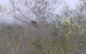 Ocelote en Valles 