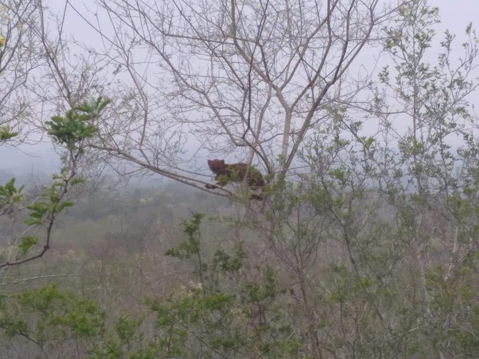 Ocelote en Valles