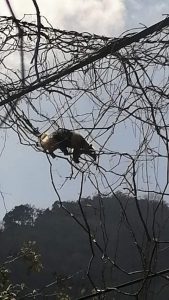 Cacomixtle y Tamandúas rescatados - selva teenek