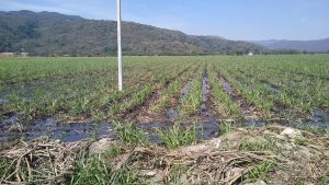 lancheros de aquismón 