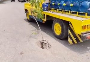 Arbolitos en baches de ciudad valles