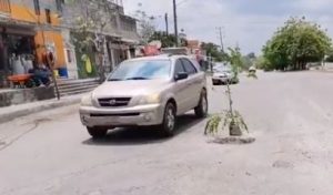 Arbolitos en baches de ciudad valles