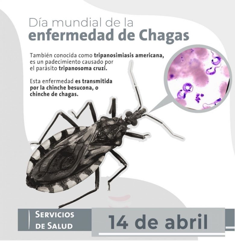 Conoces La Enfermedad De Chagas Y Cómo Detectarla