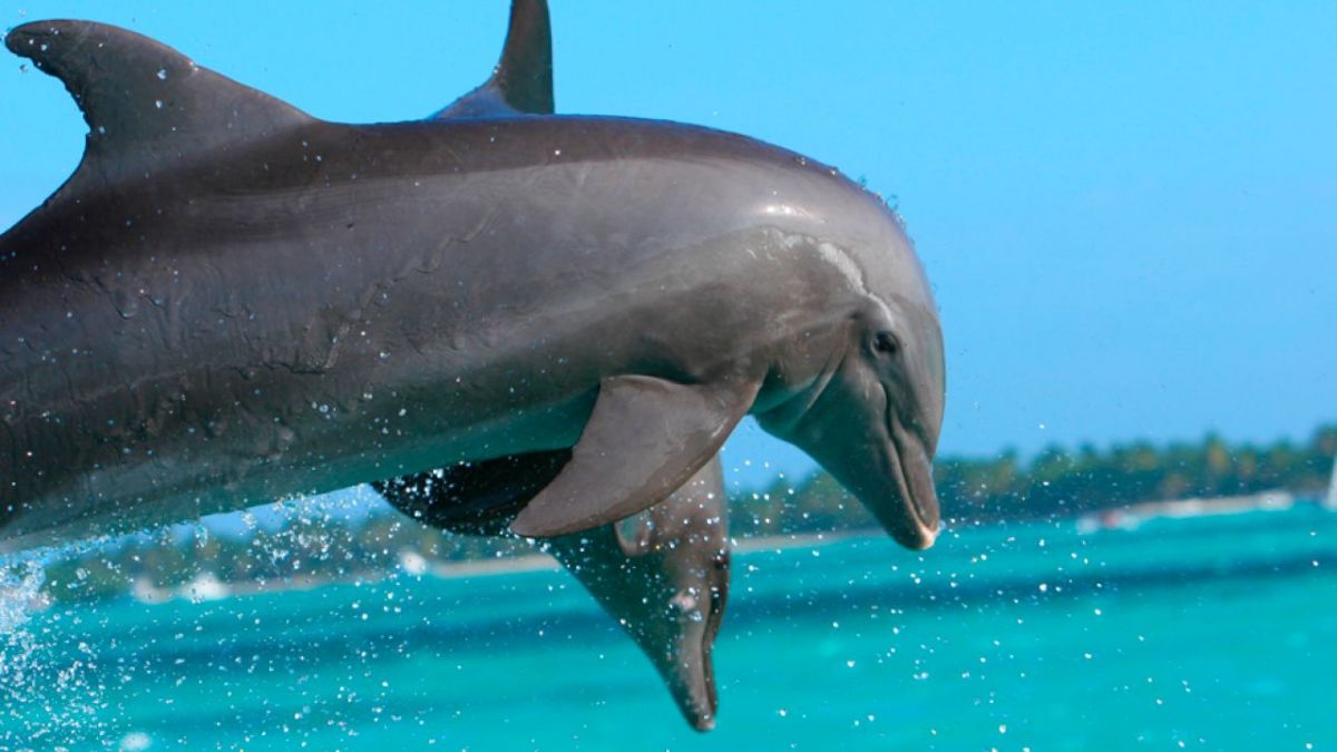 delfines-ballenas