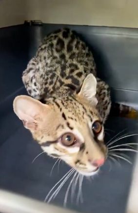 Liberan Ocelote en UMA en Ciudad Valles