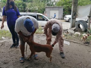 vacunación contra la Rabia 