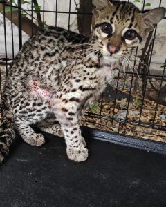 Ocelote Liberado en UMA ciudad Valles