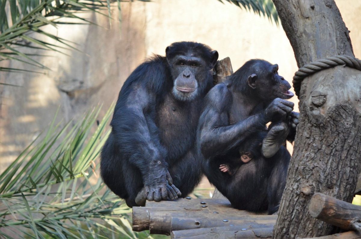 chimpances-enfermedades-mentales