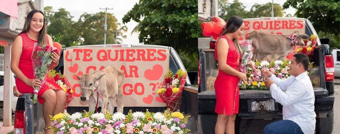 becerro-matrimonio