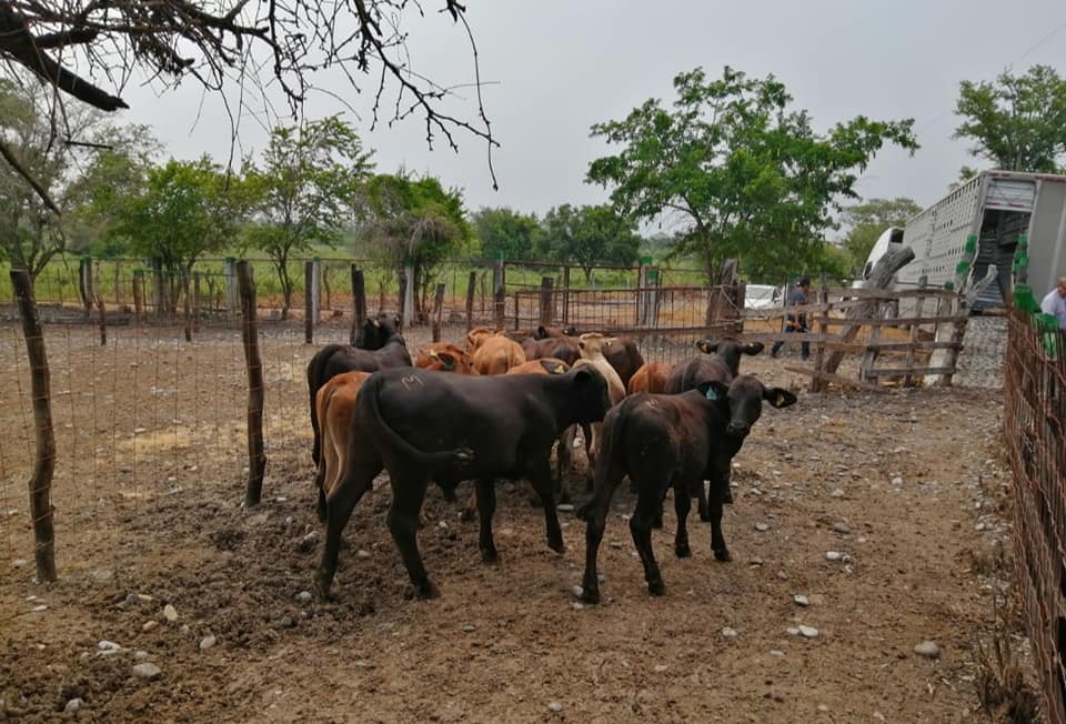 exportación de ganado huasteco