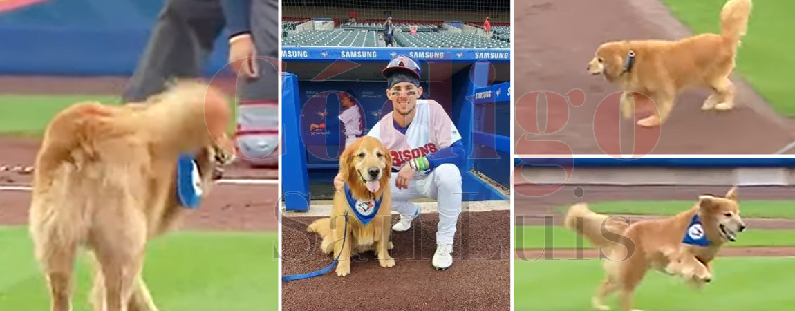 perrito-beisbol-suave-lomito