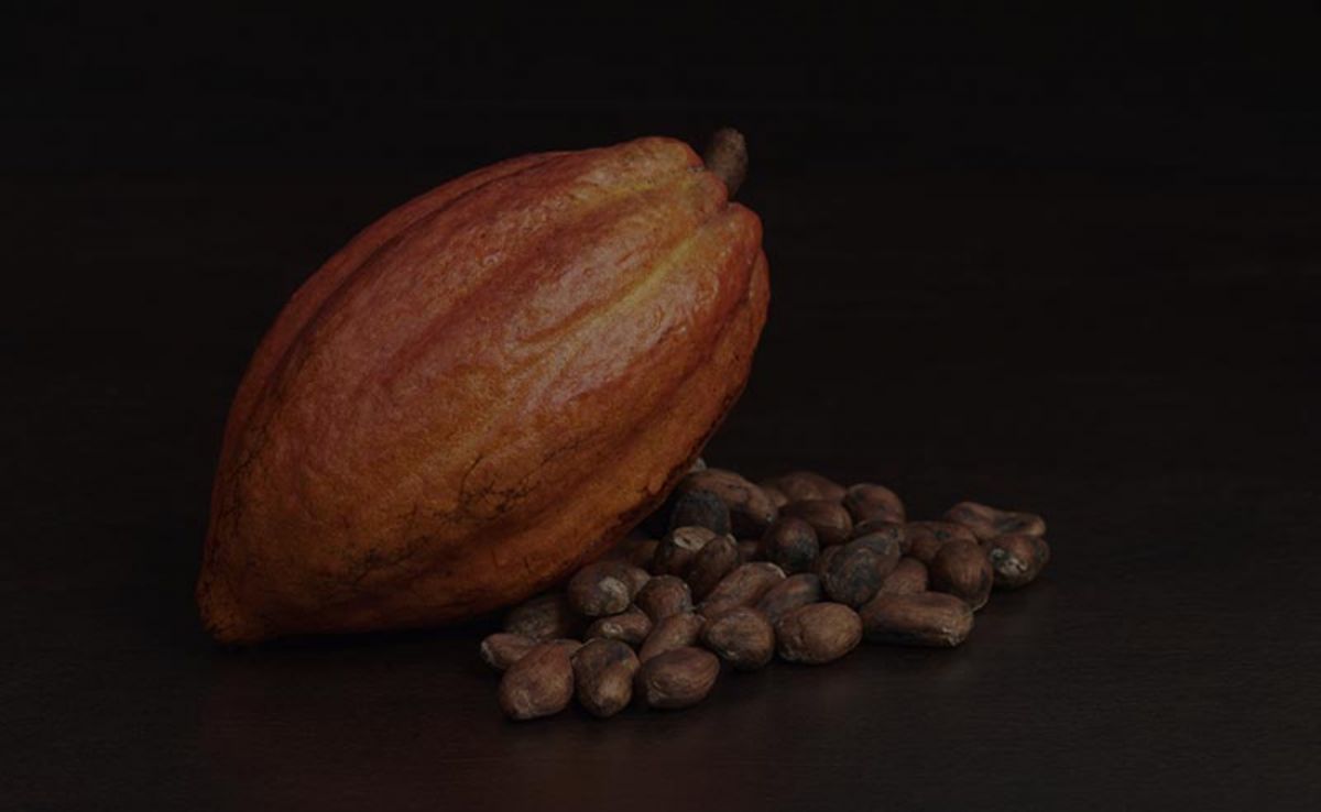 cacao