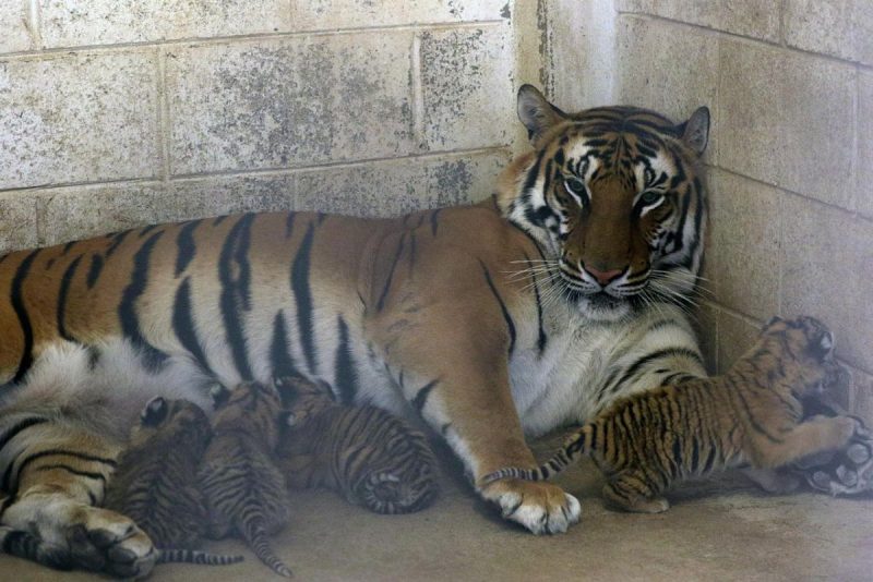 cachorros-tigres-bengala-juárez