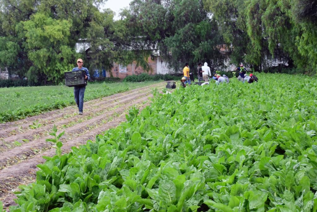 -producción-campo-soledense