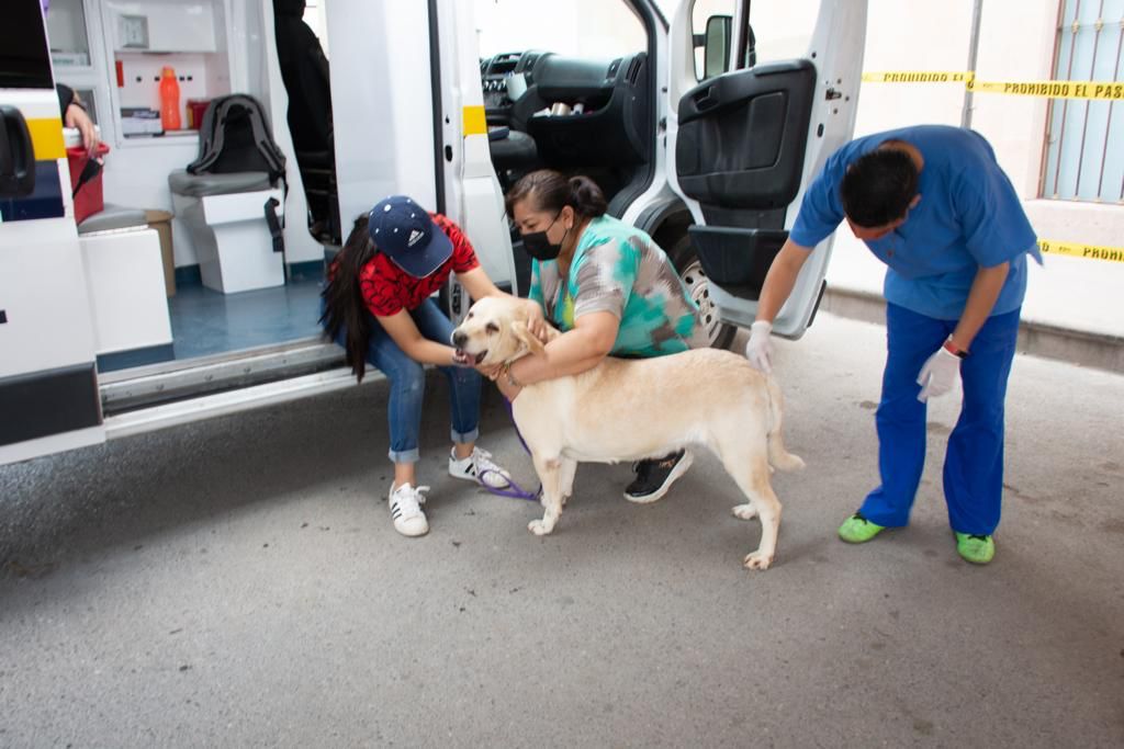 Ambudog-soledad-ayuntamiento