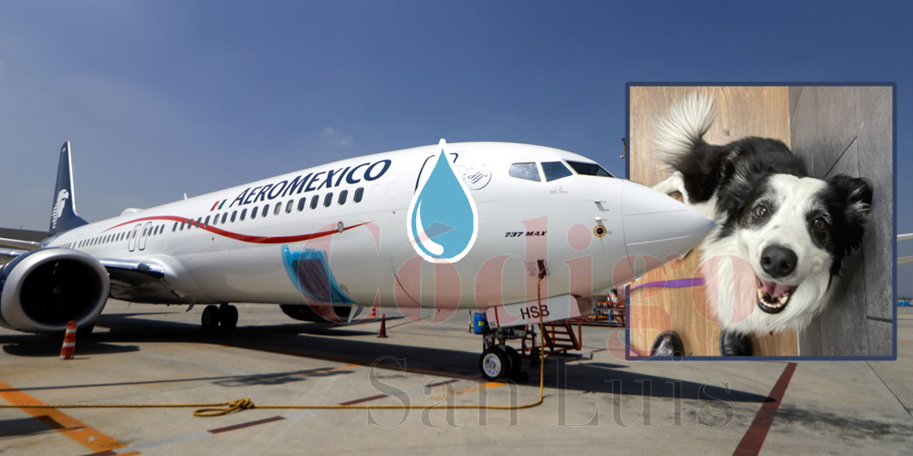 aeromexico-perrito