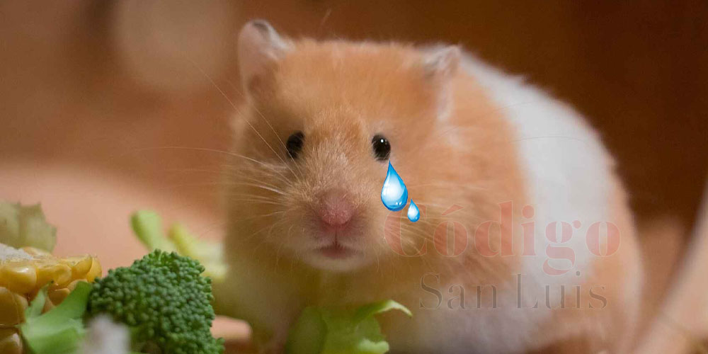 hamster-sacrificaran-animales